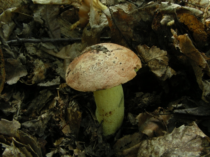 Un polentone in castagneto